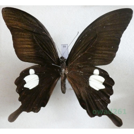 Papilio helenus Linnaeus, 1758 Malaysia 89mm59